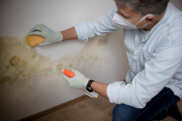 Best Best Mold Removal Companies  in Sperry, OK